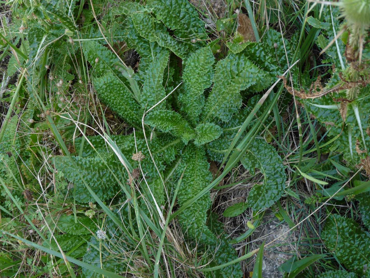 Dipsacus ferox / Scardaccione spinosissimo